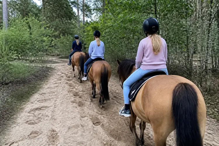 Paardrijden beginners